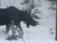 moose4