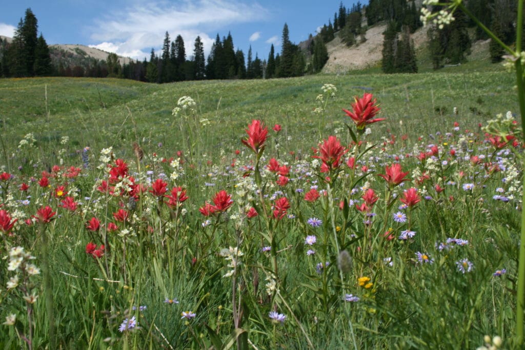 Enjoying The Wildflowers At A Montana Dude Ranch Covered Wagon Ranch