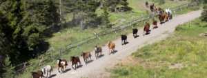 Line of horses on the road at 4UR