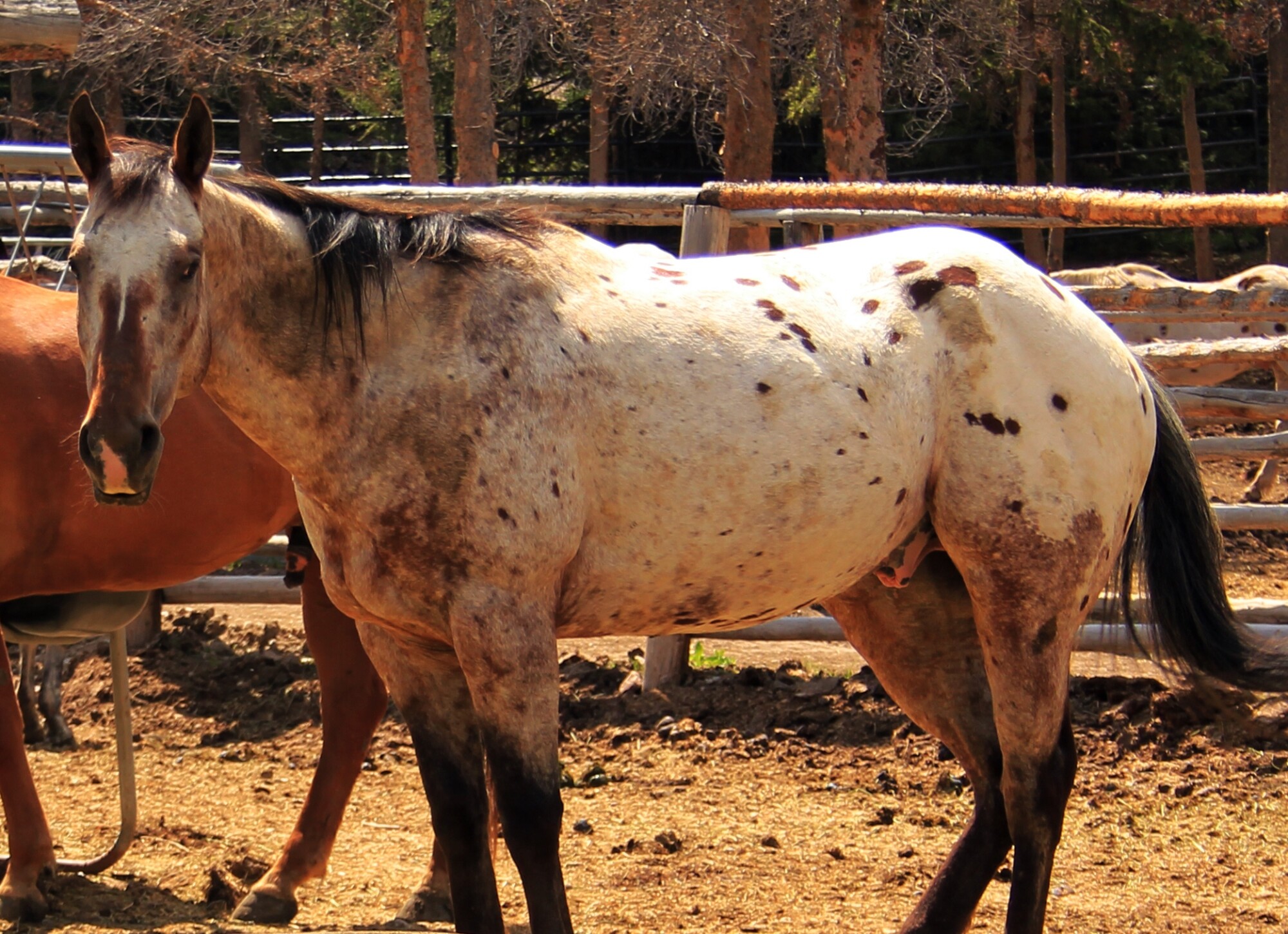 Horse oats near store me