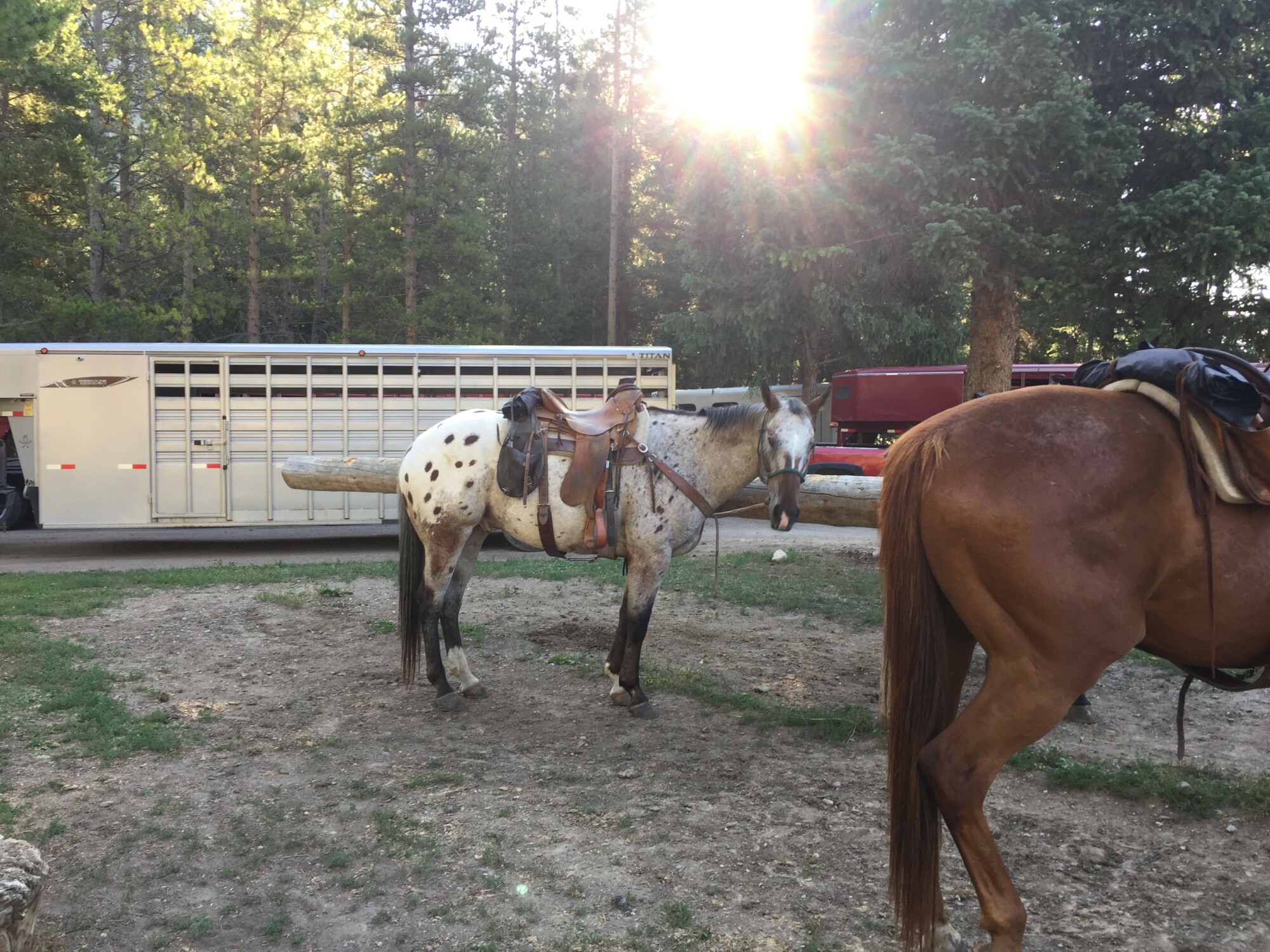 Horse oats shop near me