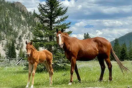 Horse and baby