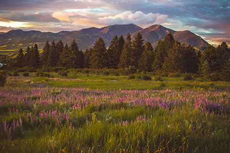 Montana wilderness