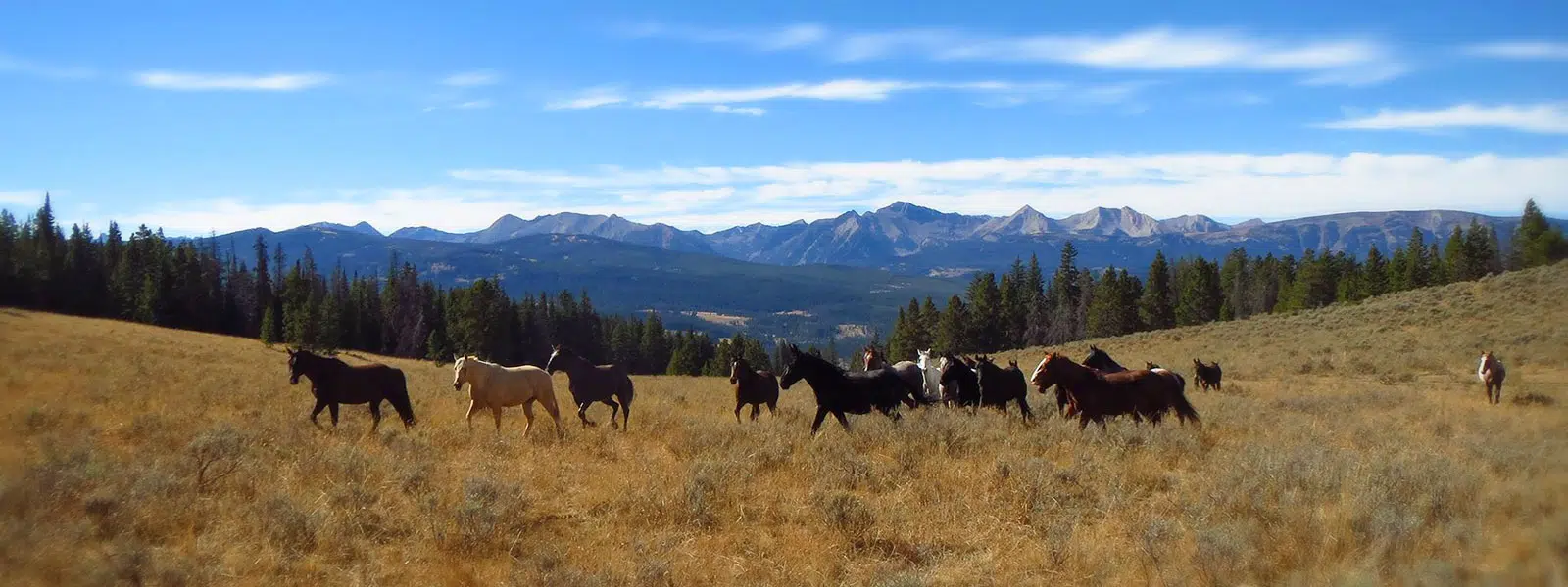Horses in Montana backcountry