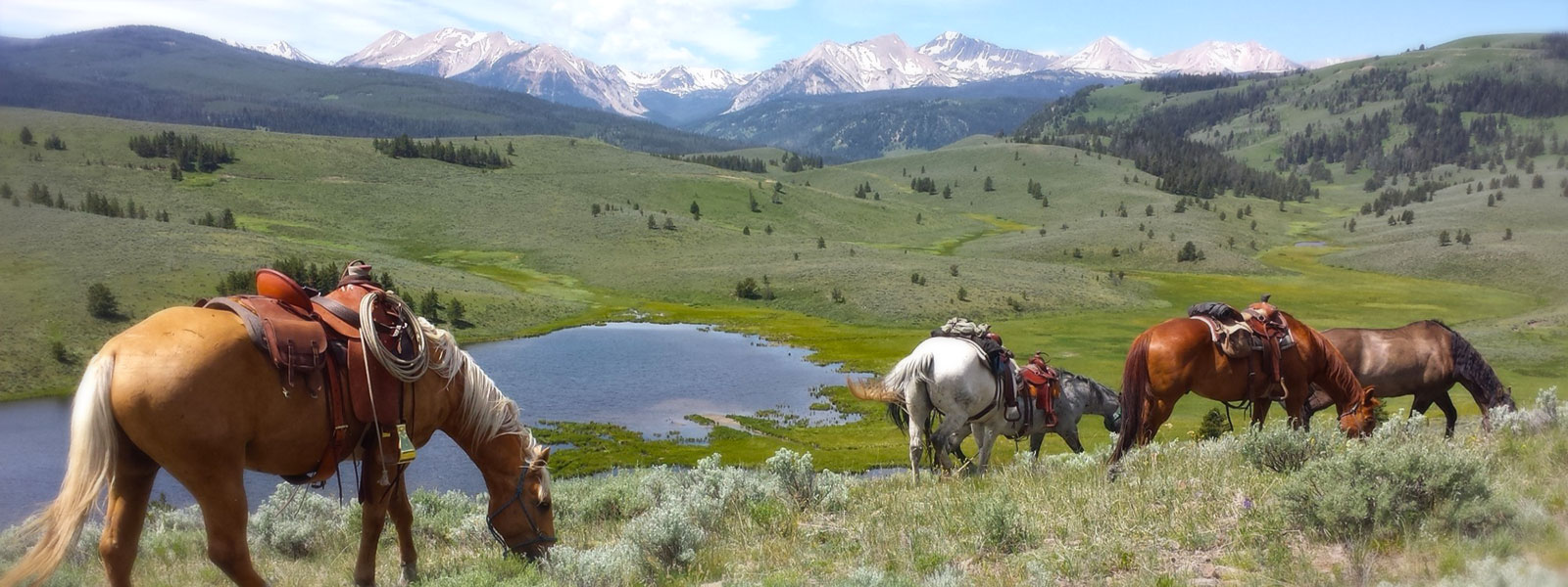 Horses in Montana Backcountry