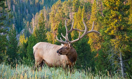 Elk