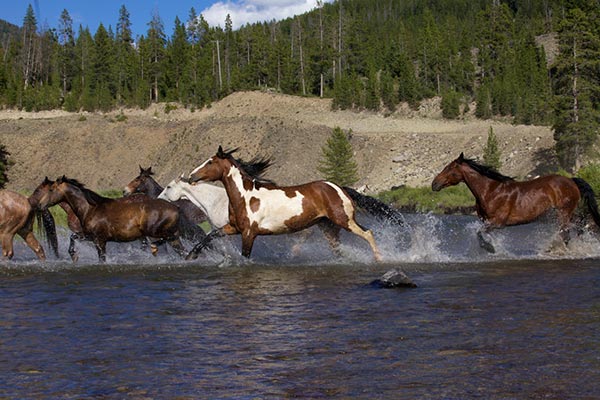 horses running through water