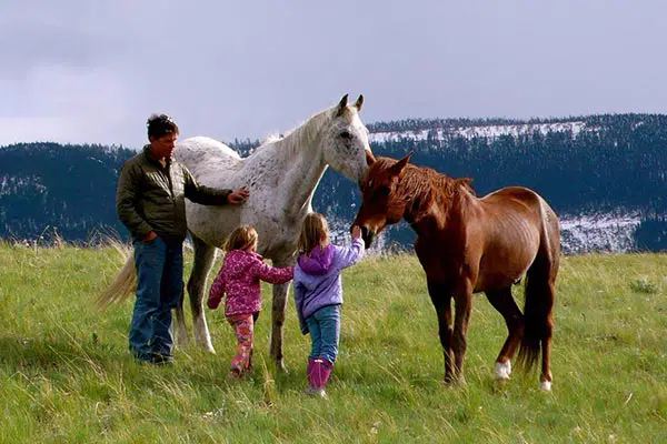 kids petting horses