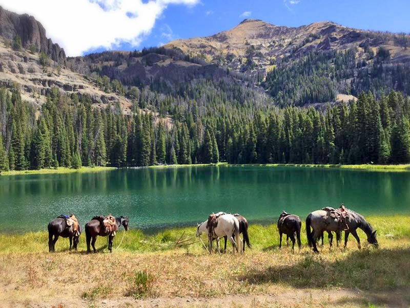 horses by wilderness lake