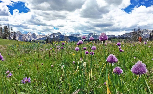 Montana wildflowers
